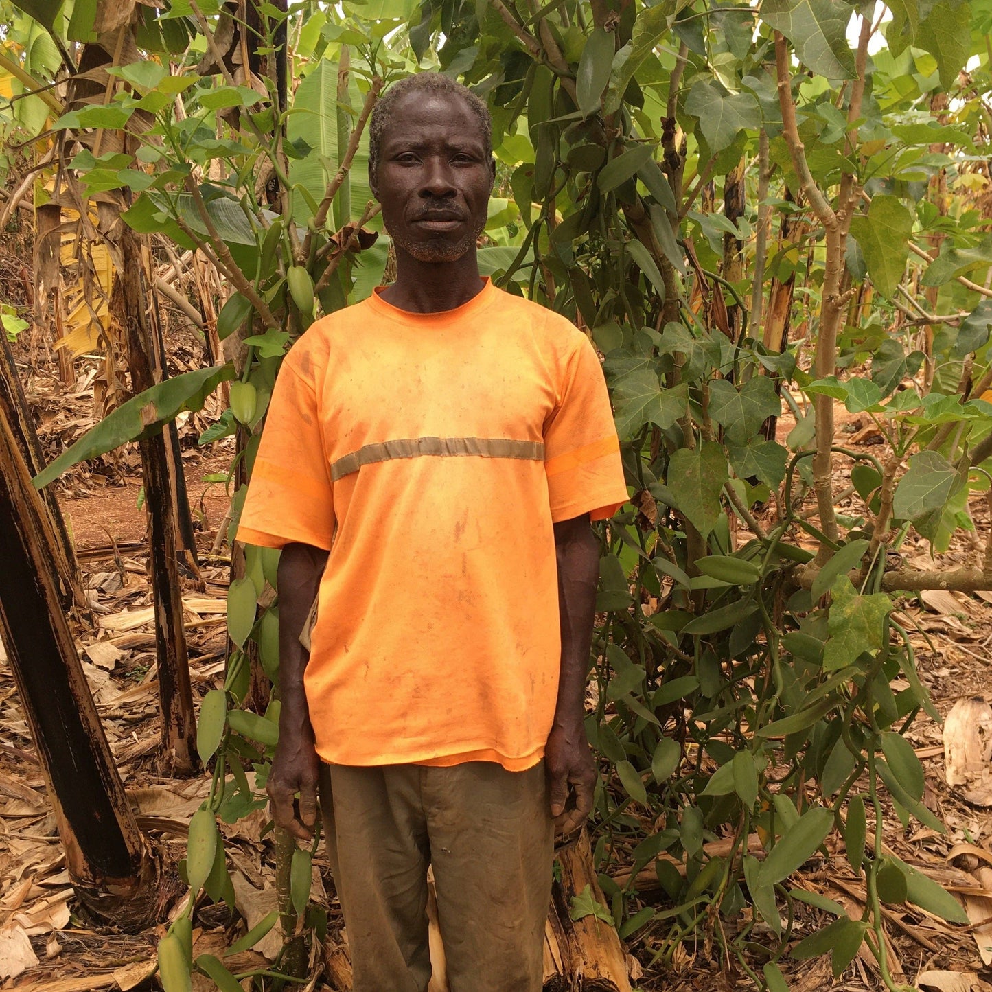 Nyanza Vanilla Powder