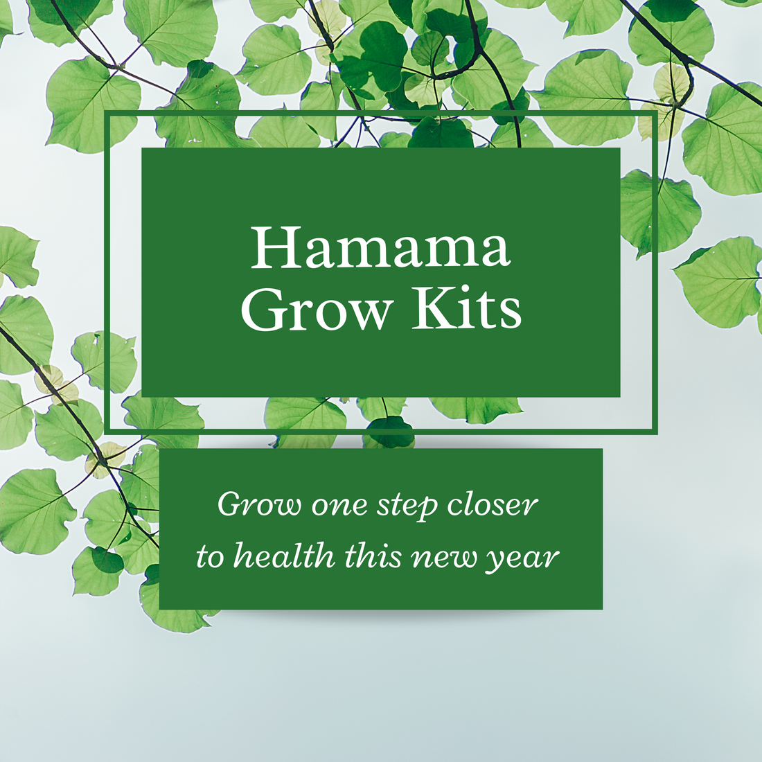 Get Your Hamama Grow Kit!