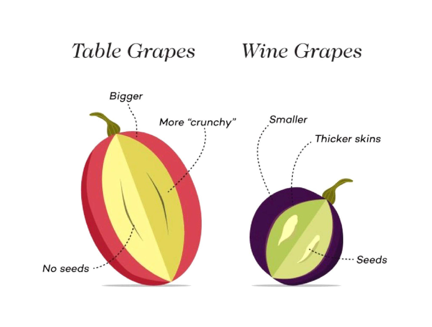 Wine Pairing Dark Chocolate Gems w Cabernet Wine Raisins®