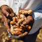 New Harvest Turmeric