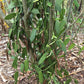 Nyanza Vanilla Powder