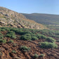 Za'atar
