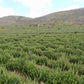 Za'atar