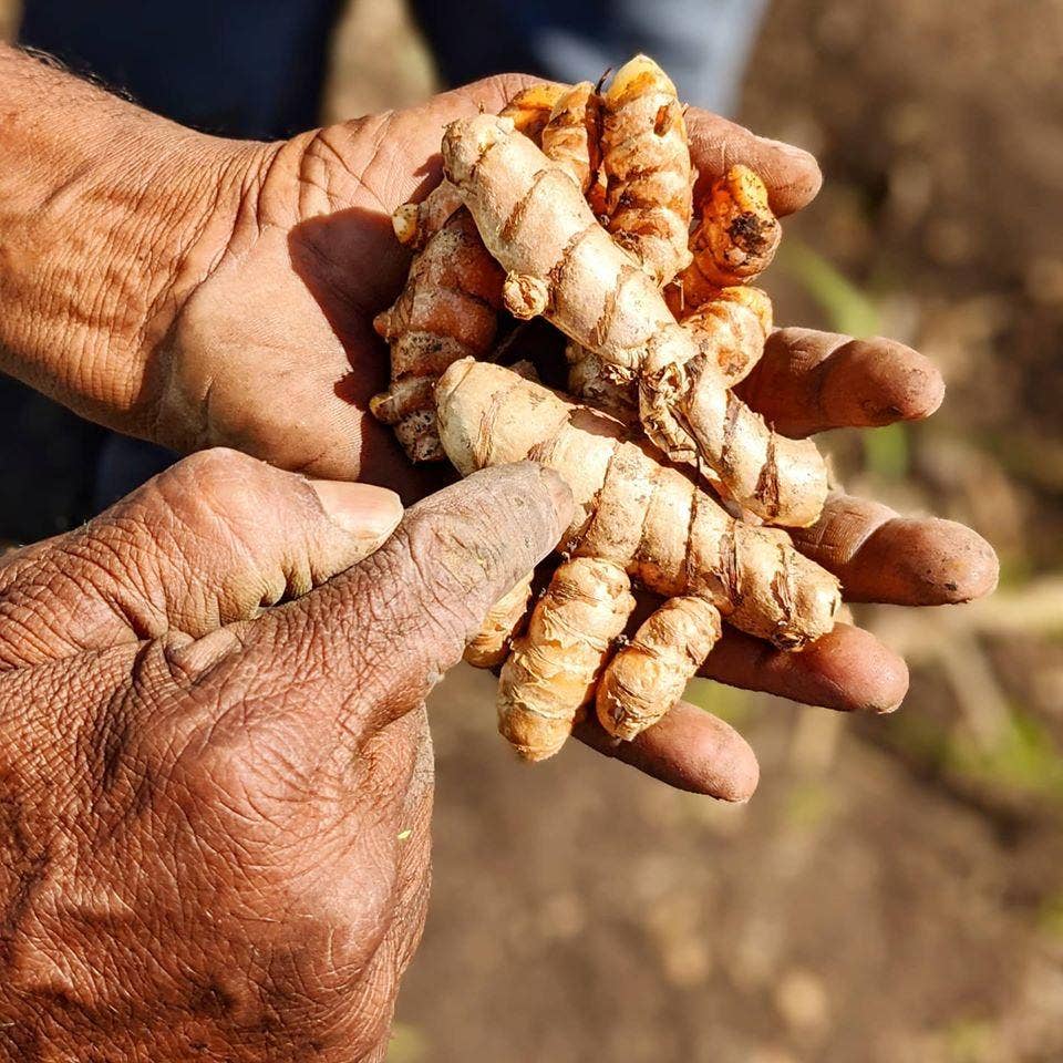 New Harvest Turmeric